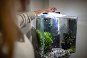 Best small aquarium best sale